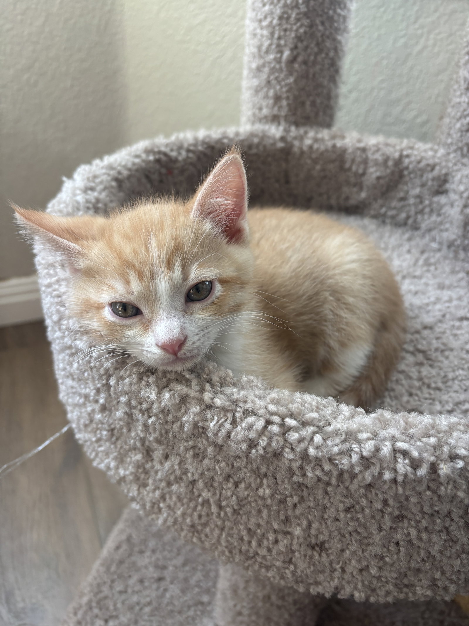 Mittens Image