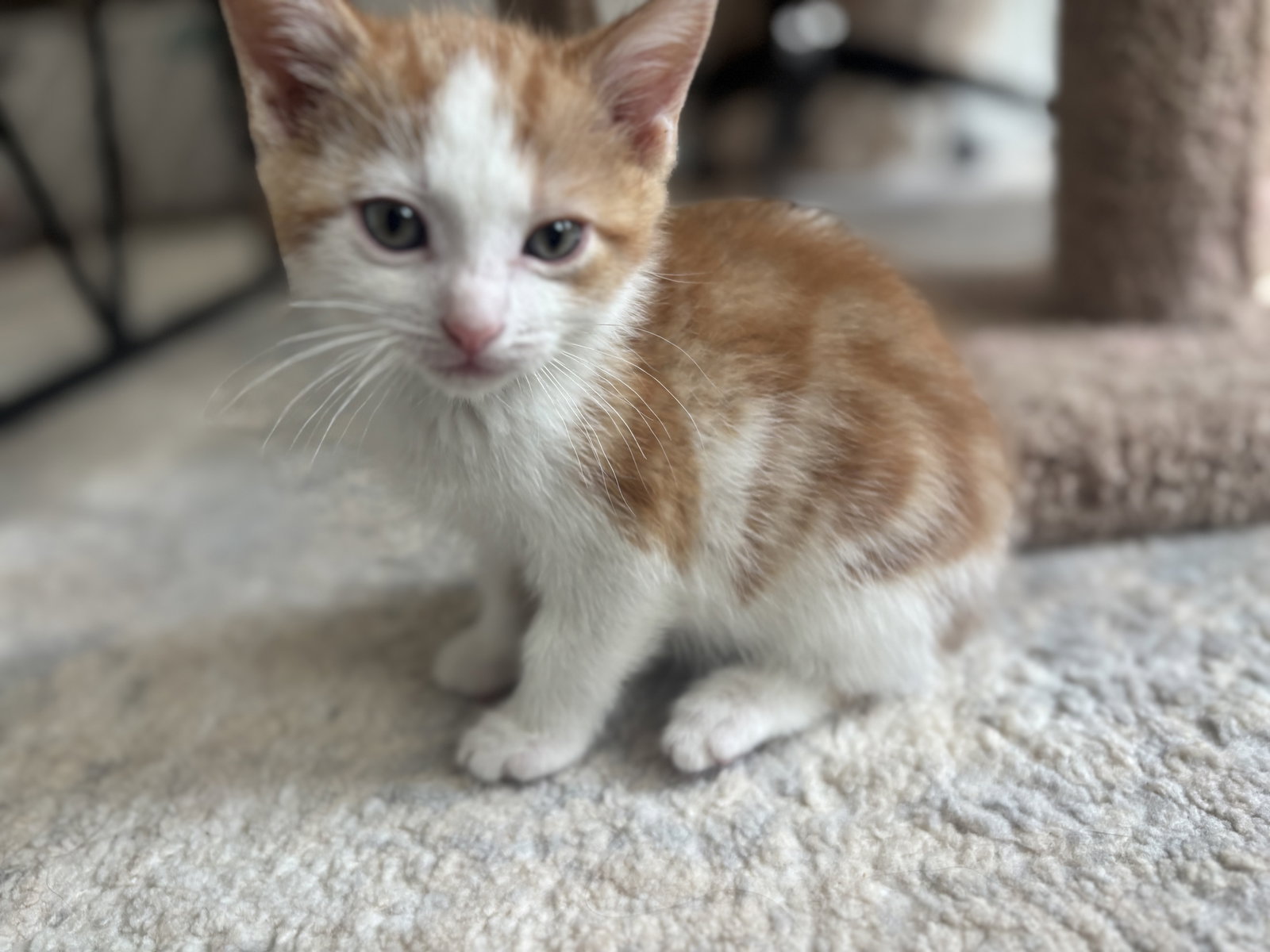 Peanut Image