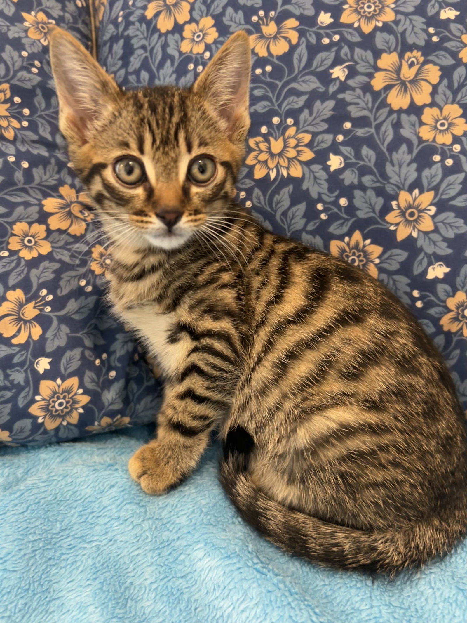 Ziggy Image