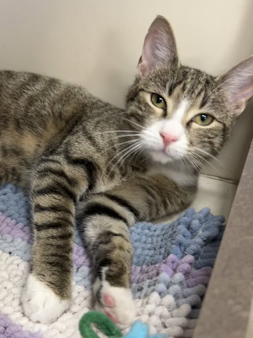 picture of the cat needing adoption