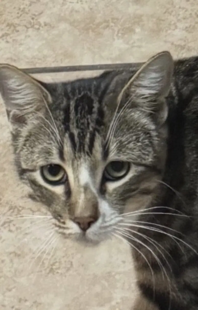 Cosmo - Domestic Short Hair