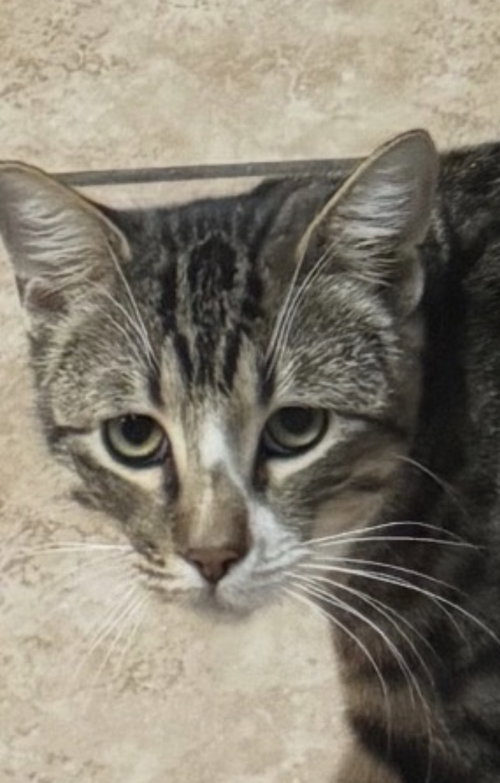 picture of the cat needing adoption