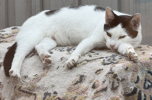 Rebecca, Adult Domestic Short Hair (short coat), cat for adoption in Hurst, Texas