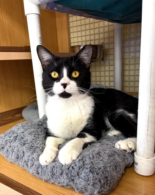 Oreo, an adoptable Domestic Short Hair in Dallas, TX