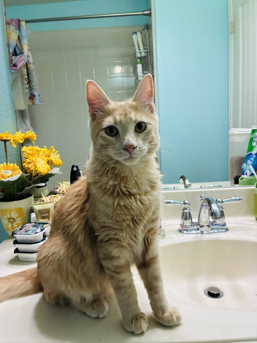picture of the cat needing adoption