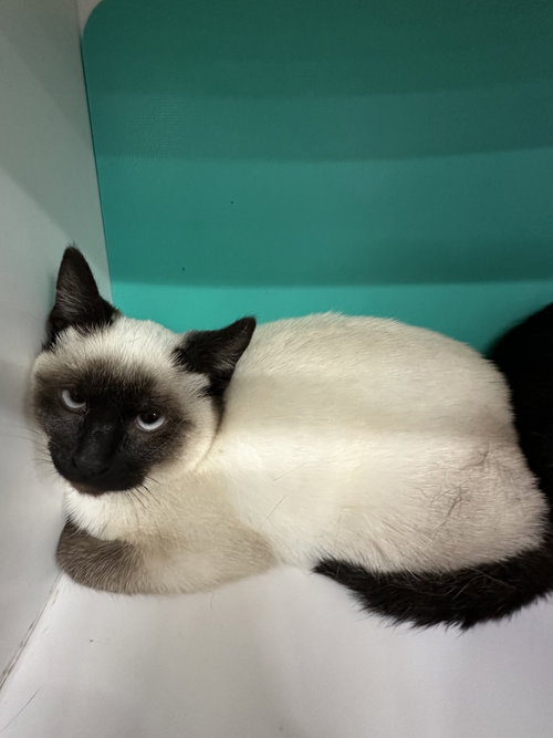 Kitty 2, an adoptable Siamese in Dallas, TX