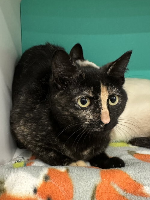 Kitty 3, an adoptable Tortoiseshell in Dallas, TX