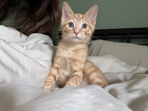 Roberto, an adoptable Tabby in Dallas, TX