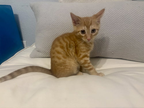 Rosco, an adoptable Tabby in Dallas, TX