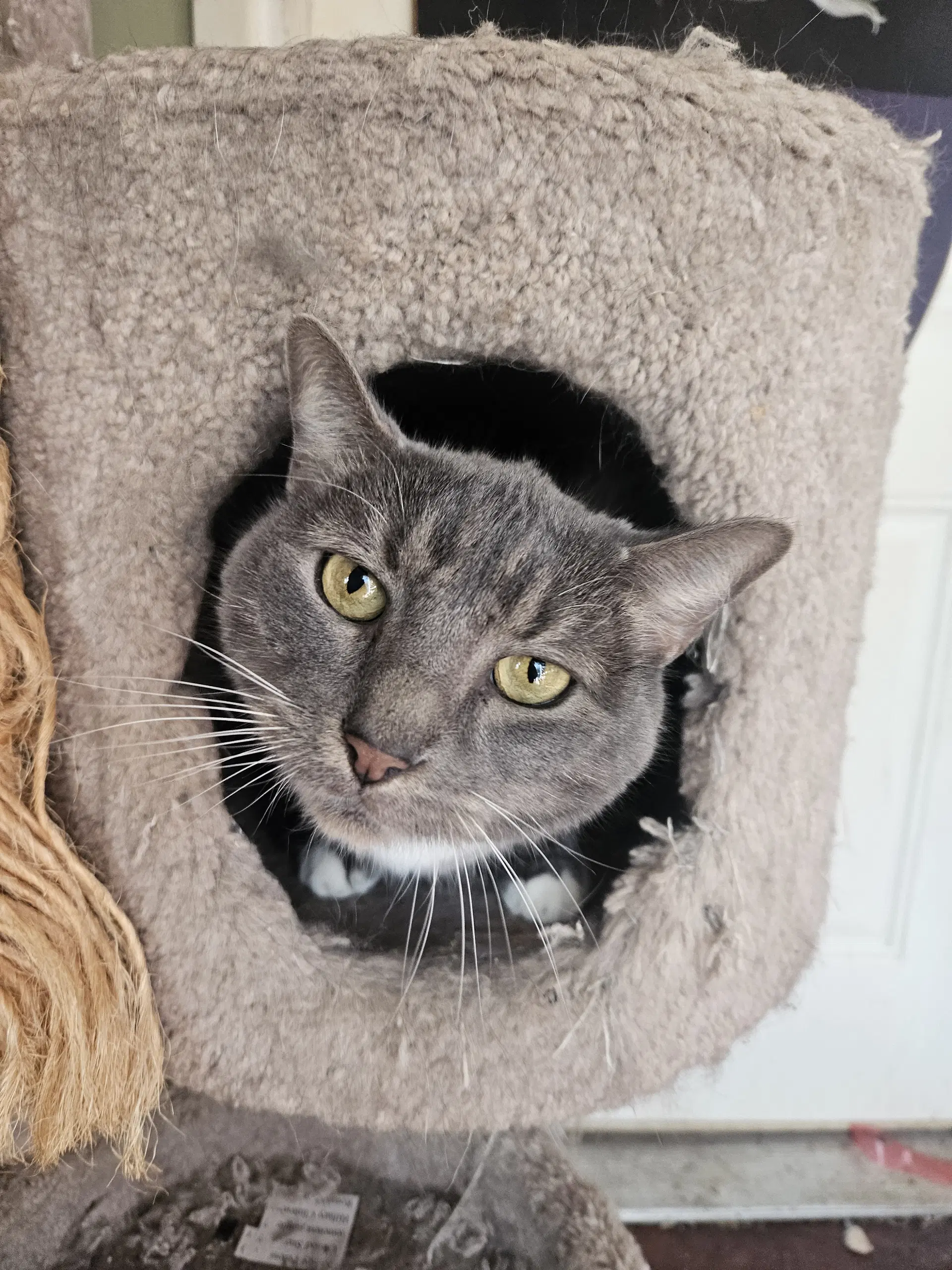 Mr Grey - Domestic Short Hair
