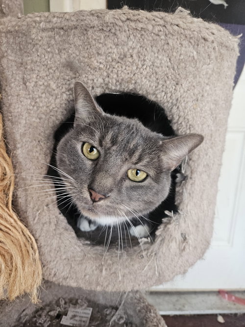 Mr. Grey, Senior Domestic Short Hair / Mixed (short coat), cat for adoption in Hurst, Texas