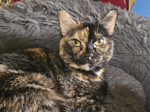 Queen, Adult Domestic Short Hair / Mixed (short coat), cat for adoption in Hurst, Texas