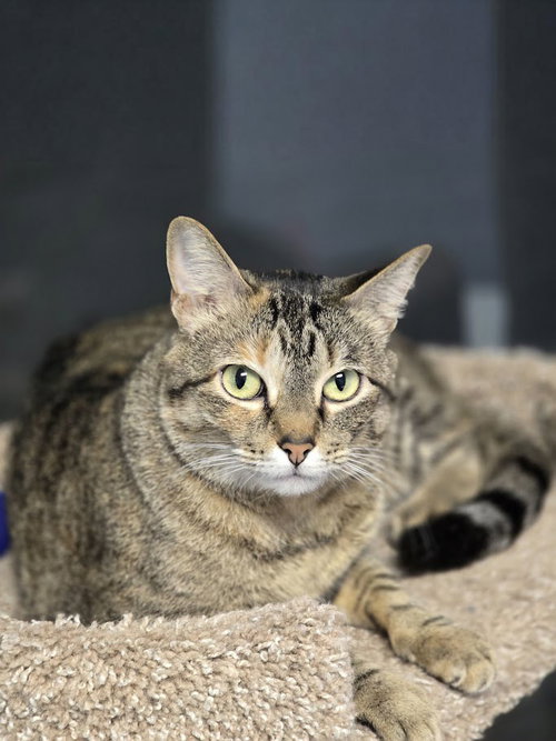 Dinah, Adult Domestic Short Hair / Tabby (short coat), cat for adoption in Hurst, Texas