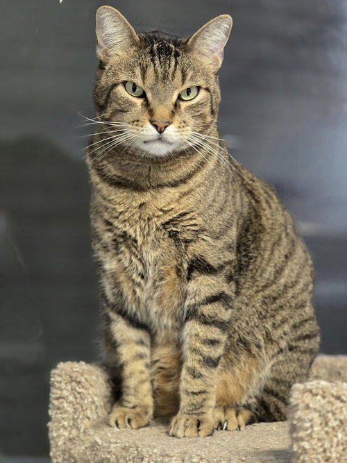 Rupert, Adult American Shorthair / Tabby / Mixed (short coat), cat for adoption in Hurst, Texas