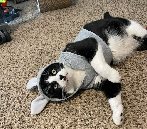 Oreo RJ, Adult Domestic Short Hair (short coat), cat for adoption in Hurst, Texas