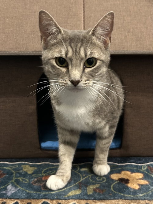Precious Fawn, Young Domestic Short Hair (short coat), cat for adoption in Hurst, Texas
