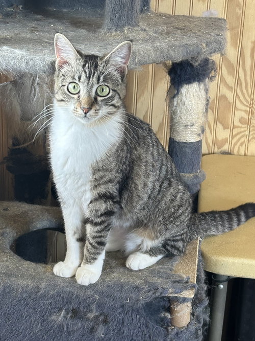 Pippi, Young Tabby (short coat), cat for adoption in Hurst, Texas