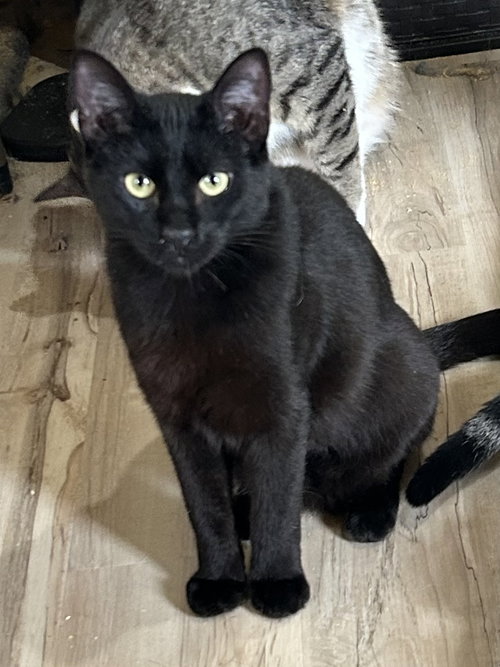 Pitch, Young Domestic Short Hair (short coat), cat for adoption in Hurst, Texas
