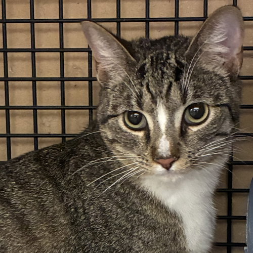 Mouse, Adult Domestic Short Hair (short coat), cat for adoption in Plano, Texas
