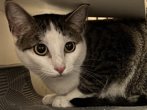 P.J., Adult Domestic Short Hair (short coat), cat for adoption in Plano, Texas