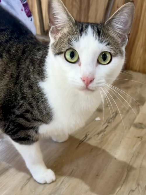 P.J., an adoptable Domestic Short Hair in Plano, TX