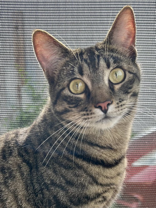 Tiny Tim, an adoptable Domestic Short Hair in Plano, TX
