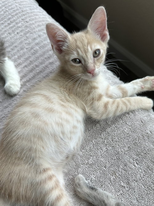 Bourbon, an adoptable Tabby in Plano, TX