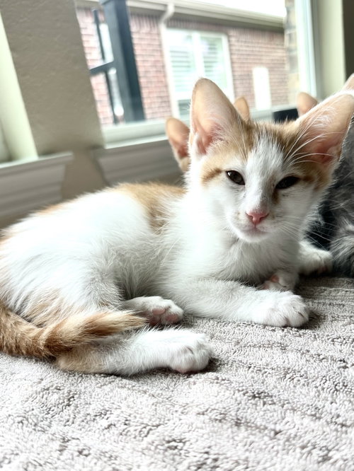 Caramel, an adoptable Domestic Short Hair in Plano, TX