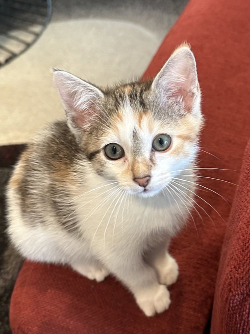 Cookie, an adoptable Calico in Plano, TX