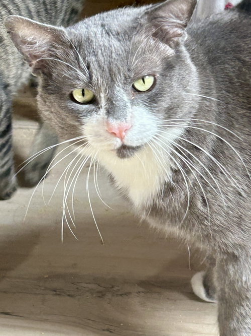 Bawls, an adoptable Domestic Short Hair in Plano, TX