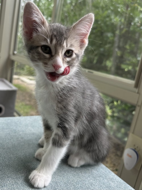 Meadow, an adoptable Tabby in Plano, TX