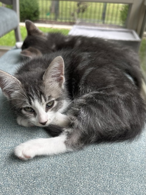 Fern, an adoptable Tabby in Plano, TX