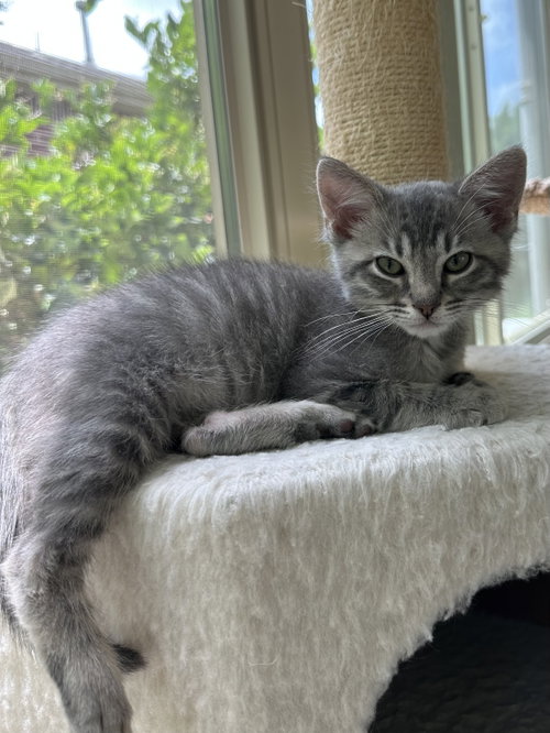 Little Wolf, an adoptable Tabby in Plano, TX