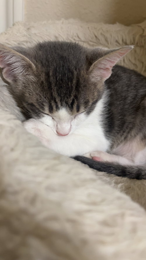 Burrito, an adoptable Domestic Short Hair in Plano, TX