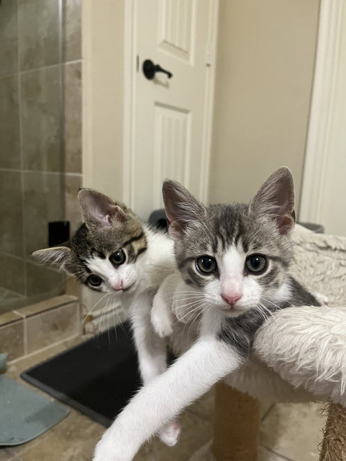 Burrito, Baby Domestic Short Hair (short coat), cat for adoption in The Colony, Texas