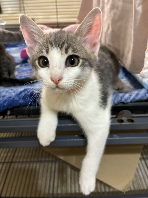 Quesadilla, an adoptable Domestic Short Hair in Plano, TX
