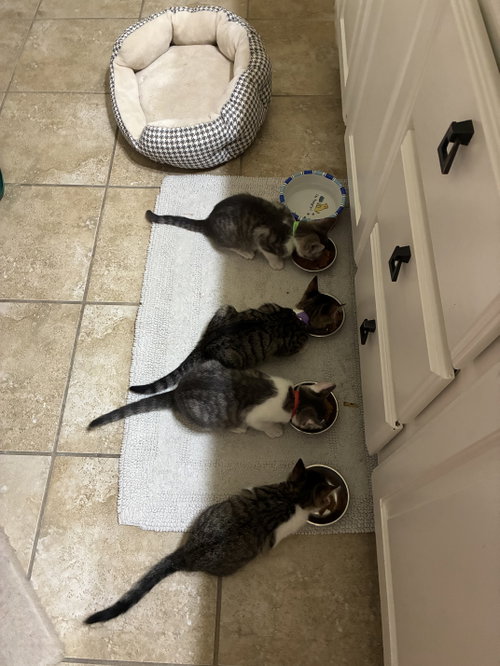 Enchilada, an adoptable Domestic Short Hair in Plano, TX