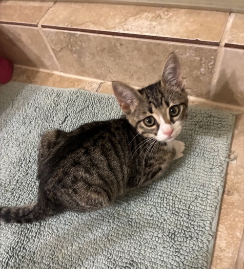 Enchilada, Baby Domestic Short Hair (short coat), cat for adoption in The Colony, Texas