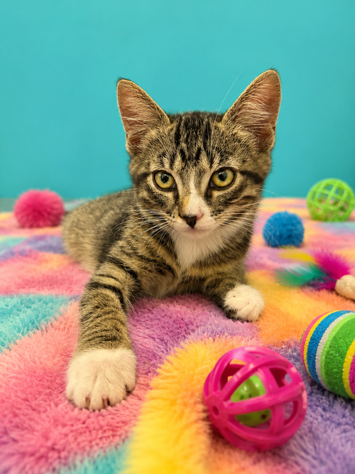 Glam, Baby Tabby (short coat), cat for adoption in The Colony, Texas