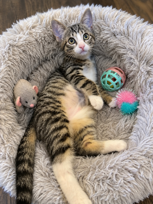 Glitz, Baby Tabby (short coat), cat for adoption in The Colony, Texas