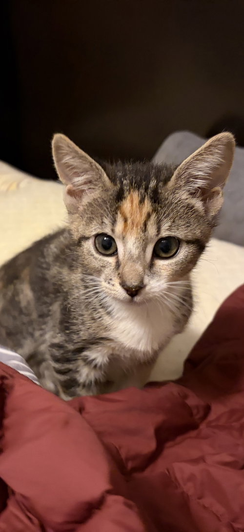 Zilla, Baby Calico (short coat), cat for adoption in Lewisville, Texas
