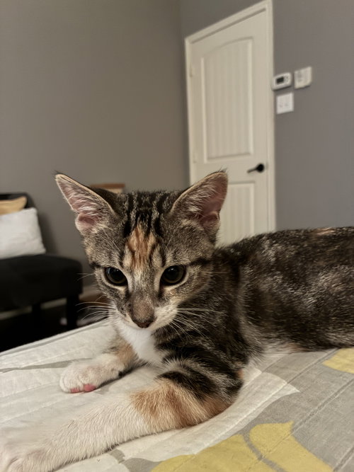 Zilla, an adoptable Calico in Plano, TX