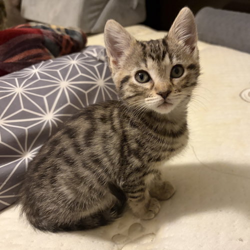 Zoe, Baby Tabby (short coat), cat for adoption in Lewisville, Texas