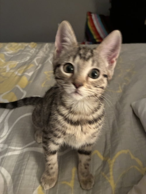 Zoey, Baby Tabby (short coat), cat for adoption in The Colony, Texas