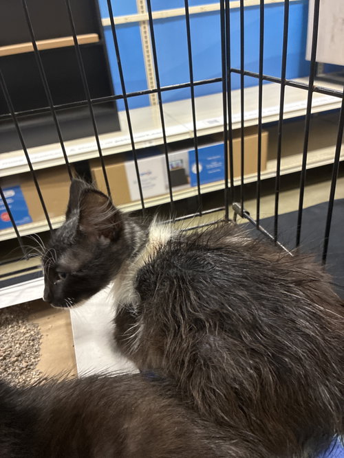 Starburst, Baby Tabby (short coat), cat for adoption in Lewisville, Texas