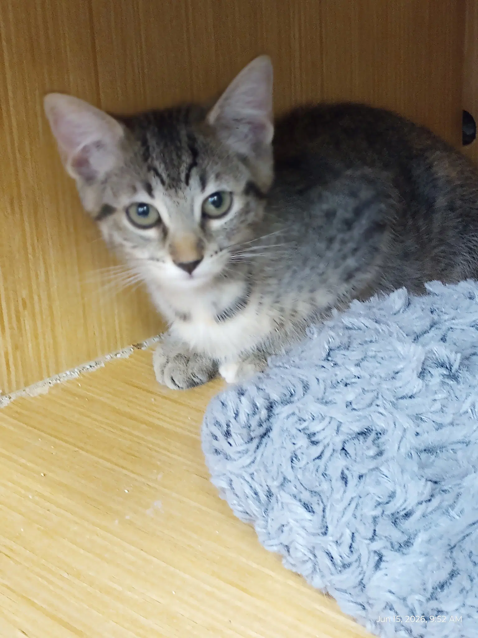 Birch - Domestic Short Hair