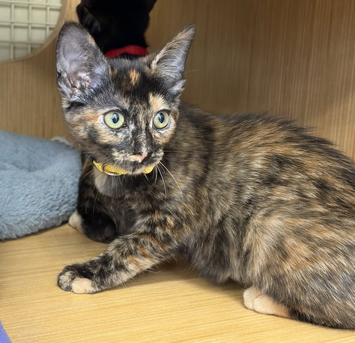 TRUDY, an adoptable Tortoiseshell in Plano, TX