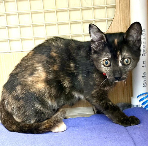 TARA, an adoptable Tortoiseshell in Plano, TX