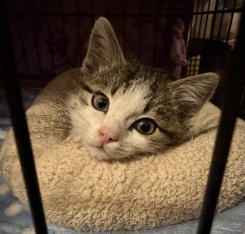 TRAVIS, an adoptable Tabby in Plano, TX