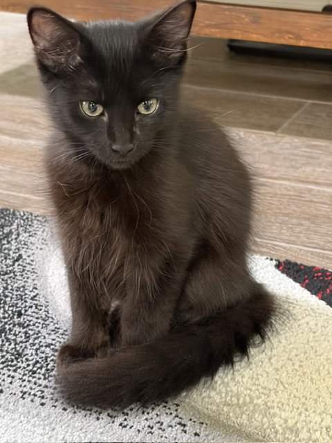 Kek, Baby Domestic Long Hair (long coat), cat for adoption in Denton, Texas